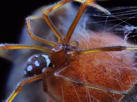 Latrodectus Bishopi Red Widow 4x With Canon Mp E Arachnoboards