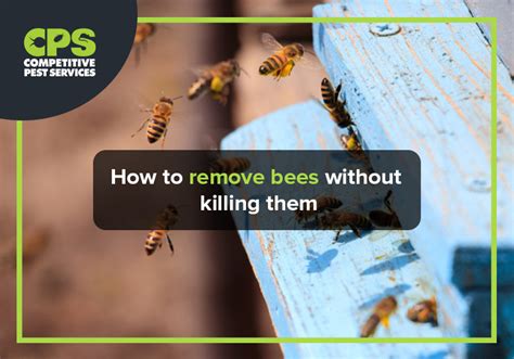 How To Remove Bees Without Killing Them Competitive Pest Services