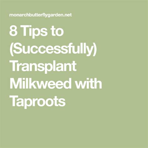 8 Tips To Successfully Transplant Milkweed With Taproots Taproot