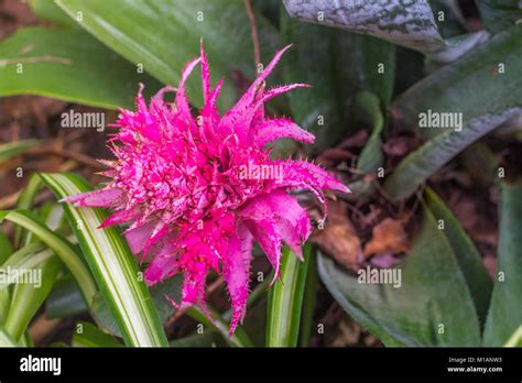 Pink Bromeliad Aechmea Fasciata Bloom Stock Photo Alamy