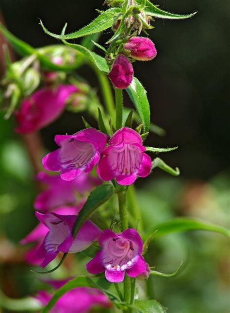 Penstemons Plant Care And Collection Of Varieties