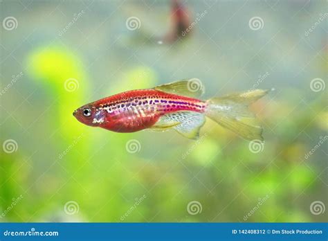 Danio Rerio Stock Photo Image Of Tail Water Color 142408312