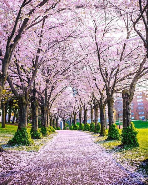 The Sakura Bloom At High Park Is A Magical Sight 🌸 If Youre Lucky