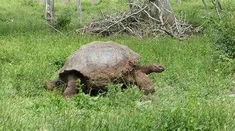 Giant Tortoise Walking Slowly Youtube
