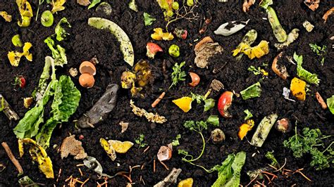 ¿qué Es El Compost Y Para Qué Sirve Tips De Reciclaje
