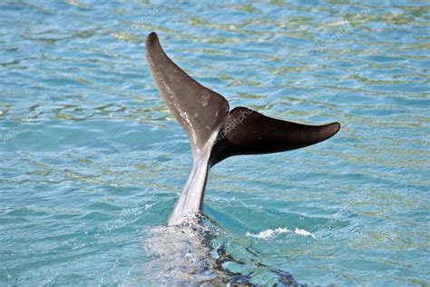 Dolphin Tail Out Of Water — Stock Photo © Ozflash 163453188