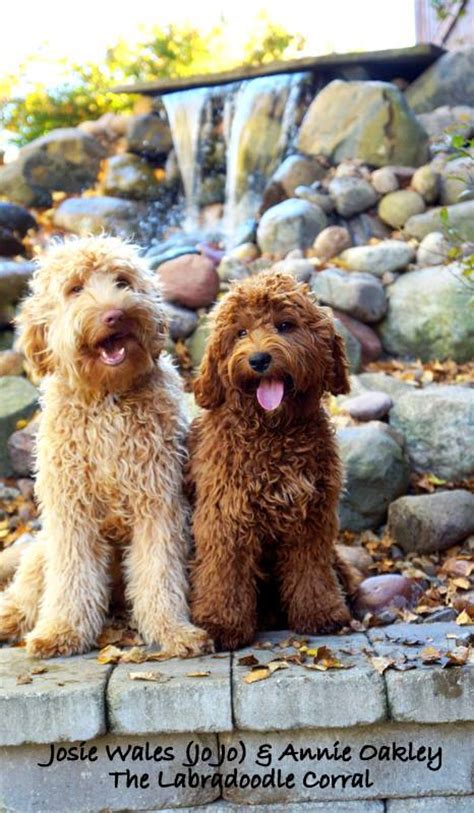 Welcome to ohio valley labradoodles. Waukesha Labradoodle Breeder Puppies for Sale | New Berlin ...