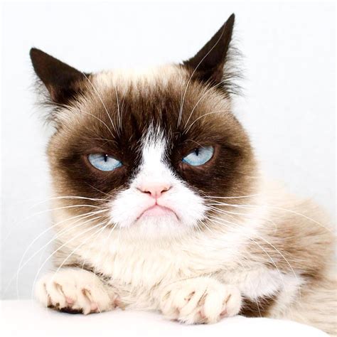 Грумпи кот Грампи кэт популярность сердитого кота