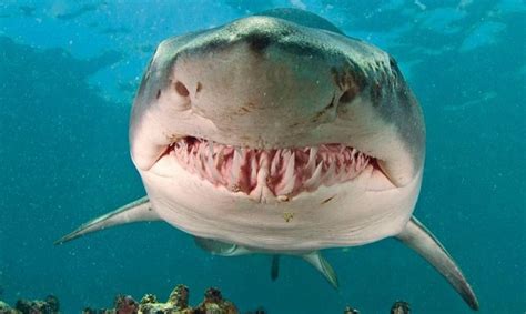 Tabla de contenidos el tiburón toro puede vivir en acuarios los tiburones toros del lago de nicaragua fueron pensados para constituir. TIBURÓN TORO: Características, Qué come, Dónde vive...