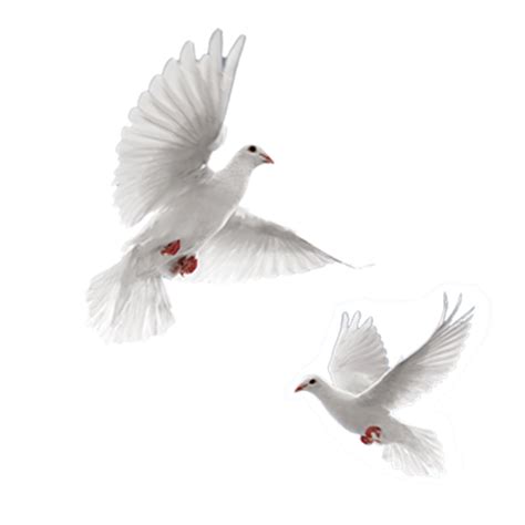 Columbidae Holy Spirit Doves As Symbols Pigeon Png Do