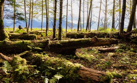 Action Alert Defend The Roadless Rule And The Tongass National Forest