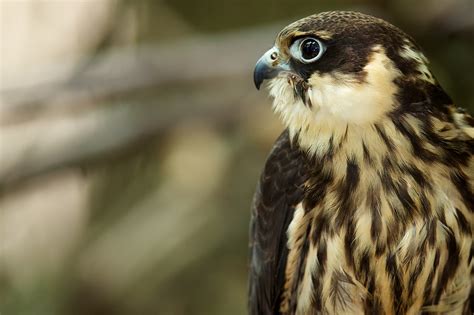 Bird Predator Profile Falcon Wallpapers Hd Desktop And Mobile