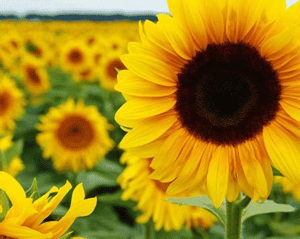 Bunga yang populer ini karena bentuknya yang identik dengan bentuk matahari. Bunga Matahari : Ciri, Gambar, Habitat, Manfaat, dan Cara