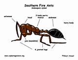 Fire Ants Reaction Pictures
