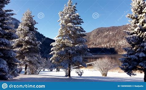 Winter Forest On Mountain Lake Shore Huge Spruce Trees Covered With