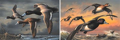 Delaware Artist Wins Federal Duck Stamp Contest Delta Waterfowl