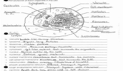 Cell Environments Worksheet Answer Key