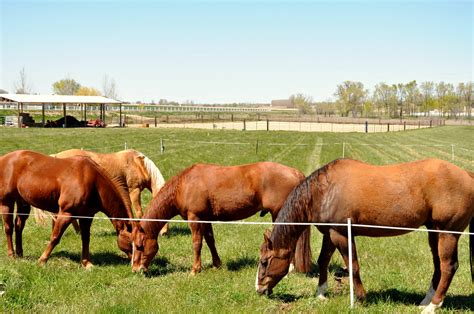 Small Farm Makeover Managing Spring Pastures The Northwest Horse