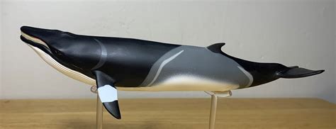 Minke Whale Wild Safari Sealife By Safari Ltd Animal Toy Blog