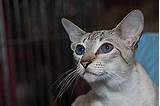 Pictures of Silver Cat Breed
