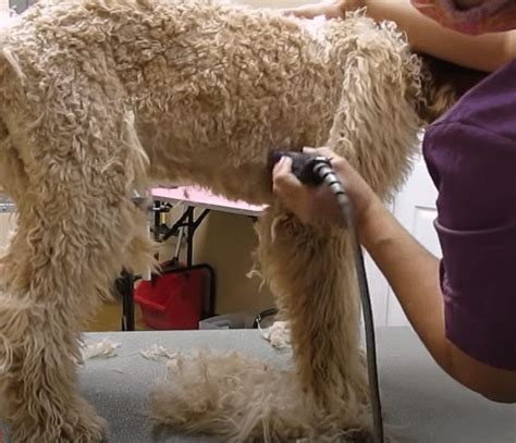 Labradoodle Grooming Guide 2024 Lots Of Pictures We Love Doodles