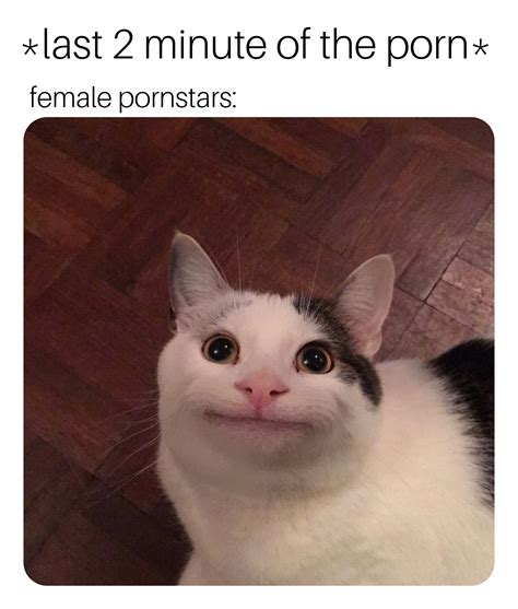 Polite Cat Know Your Meme