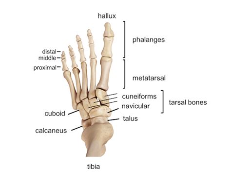 Leg And Foot Bone Diagram Anatomy Of The Foot And Ankle Orthopaedia