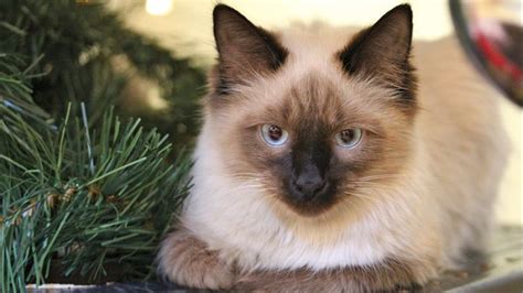 20 Fun Facts You Didnt Know About Himalayan Cats Best