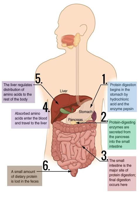 Carbohydrate digestion begins in the. protein_digestion_process.jpg (600×872) | Foods that help ...