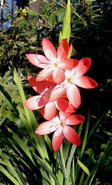 Schizostylis The Kaffir Lily It Is Native To South Africa And Is Great