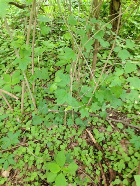 If you have nuisance grape vines, now is the time to get them under control. Plant Identification: CLOSED: some sort of wild grape vine ...