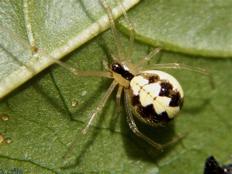 Cobweb Spider Theridion North American Insects And Spiders