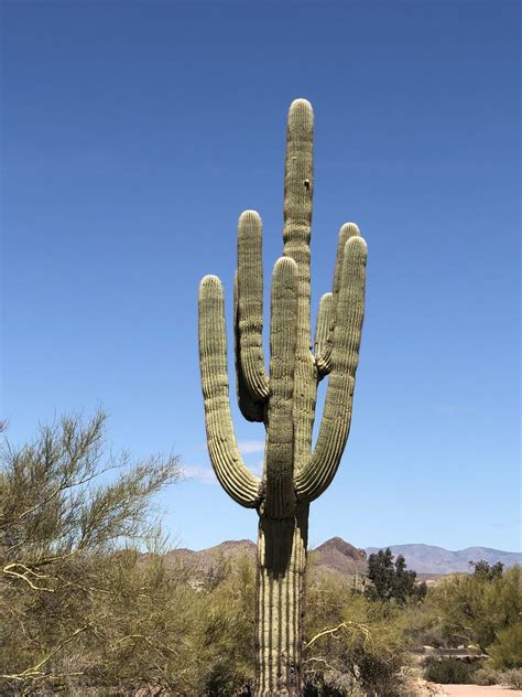 Cactus Arizona Cactus Plants Vacation Places Plants