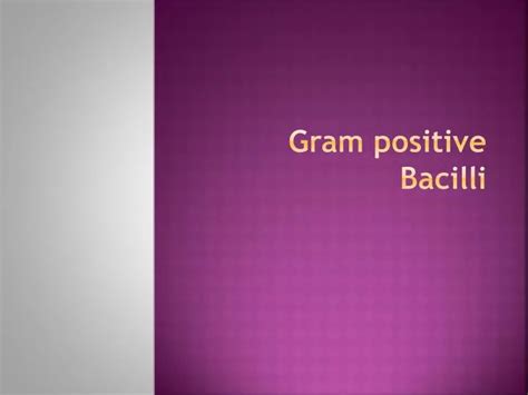 Ppt Gram Positive Bacilli Powerpoint Presentation Free Download Id