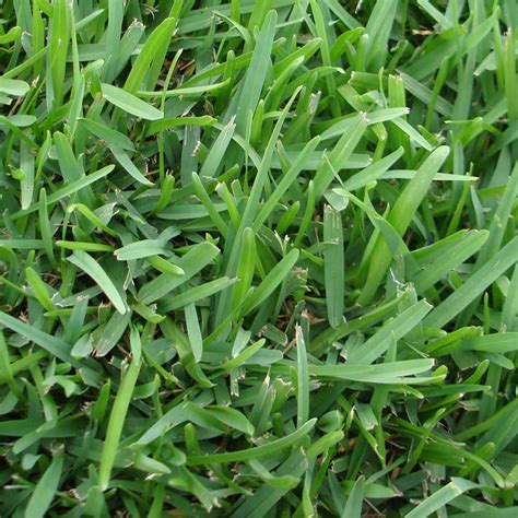 The Different Types Of St Augustine Grass A Lawn Care Guide Home
