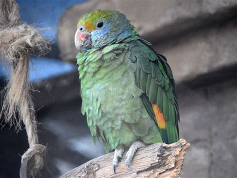 Amazona Dufresniana Red Crowned Amazon In Zoos