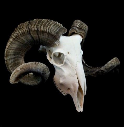 African Ram Skull Left Side Ram Skull Goat Skull Animal Skulls