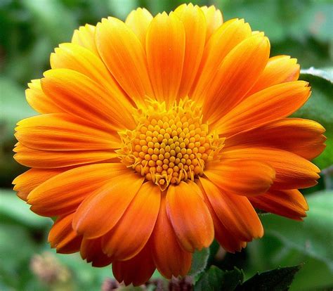 Coloring with vigor stories & rhymes exploration english maths puzzles. Free photo: Gerbera, Flower, Asteraceae - Free Image on ...