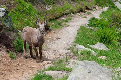 Wild Mountain Goat In Alps Stock Image Image Of Beautiful Outdoor