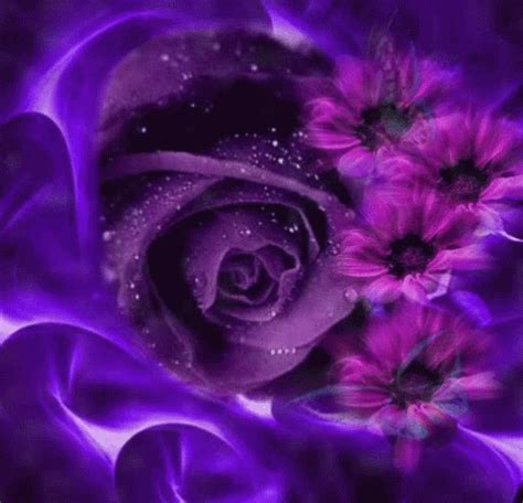 Purple And Red Roses Flowers Gif