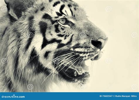 Angry Face Of Royal Bengal Tiger Panthera Tigris India Stock Image