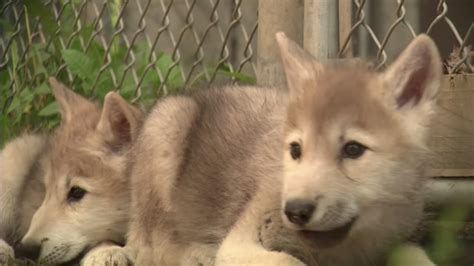 Adorable Keepers Teach Wolf Pups How To Socialize Abc13 Houston