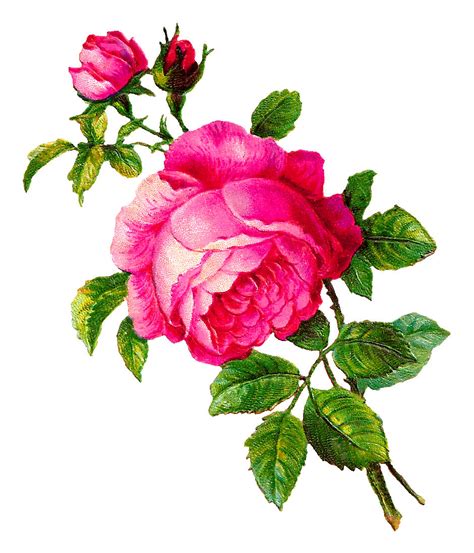 Antique Images Digital Rose Illustration Pink Flower