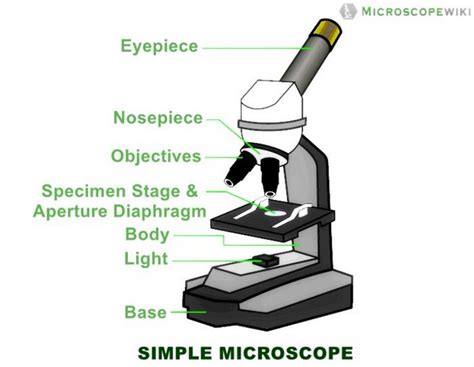 Simple Microscope Diagram Parts Labelled Principle Formula And Uses