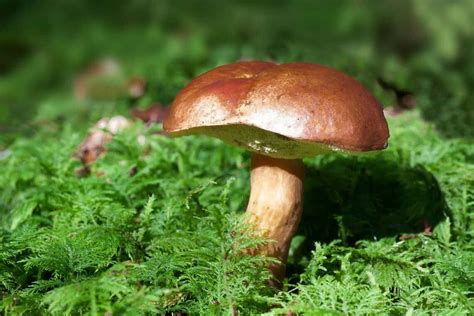 39 Different Types of Edible Mushrooms (with Photos!) | Clean Green Simple