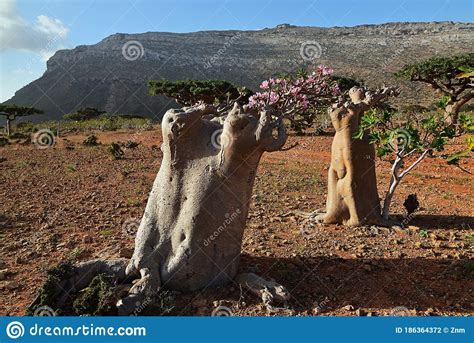 Flowering Bottle Tree Yemen Socotra Stock Photo Image Of Beautiful