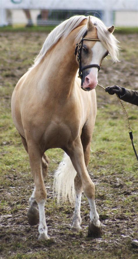 Palomino Welshie Horses Welsh Pony Palomino Horse