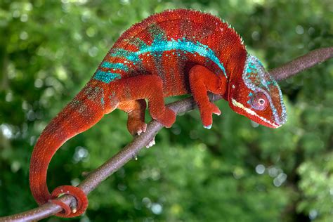 Panther Chameleon Jim Zuckerman Photography And Photo Tours