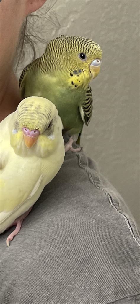 Can Anyone Identify What Gender My Parakeets Are Rparakeets