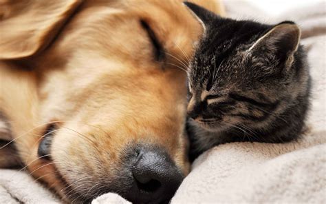 Cat And Dog Sleeping Wallpapers And Images Wallpapers Pictures Photos